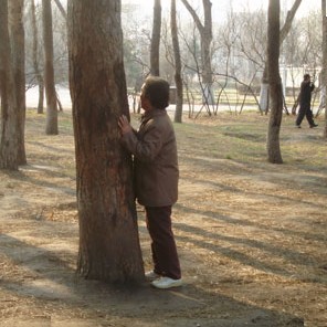 Qi Gong con gli alberi (a contatto)
